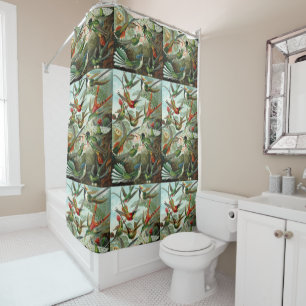 Cortina Para Box Ernst Haeckel Hummingbird - Formas de Arte da Natu