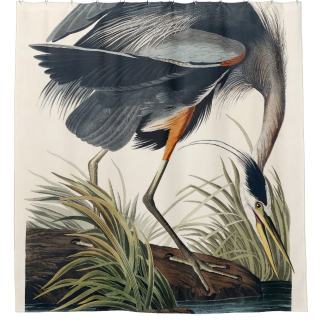 Cortina Para Box Excelente de Audubon Blue Heron 1834 Plate CCXI (Frente)