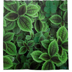 CORTINA PARA BOX FECHAR A FOTO DA PLANTA VERDE