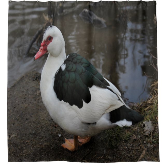 Cortina Para Box Figgy (Frente)