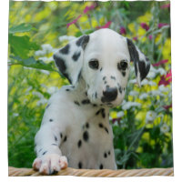 Filhote de cachorro Dalmatian novo bonito do cão,
