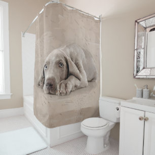Cortina Para Box Filhote de cachorro de Weimaraner