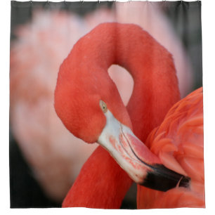 Cortina Para Box Flamingo 001