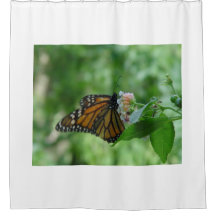 Flor Branca Rosa bonito da Borboleta Monarca