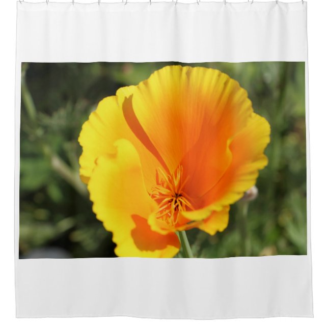 Cortina Para Box Flor da Califórnia em um jardim (Frente)