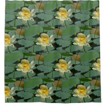 Flor de Lotus bonito