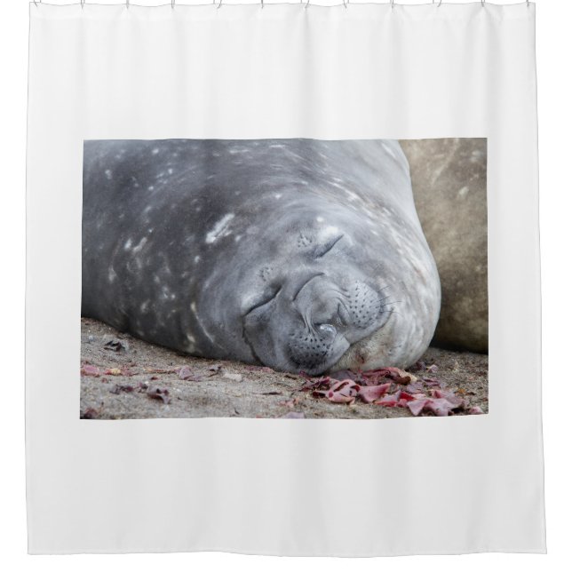 Cortina Para Box Foca-elefante que dorme (Frente)