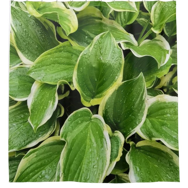 Cortina Para Box folhas verdes (Frente)