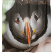 Fotografia do papagaio-do-mar