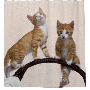 Cortina Para Box Gatos Bons Gatinhos Engraçados Tocam Foto De Giro