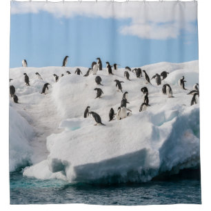 Cortina Para Box Gentoo Penguin Antártica Iceberg Playtime