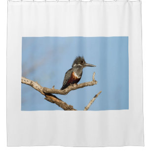 Cortina Para Box Giant Kingfisher