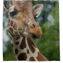 Giraffe Amante Cortina de Chá de Arte