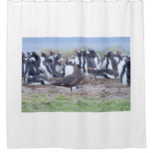 Cortina Para Box Great Skua in front of penguin colony