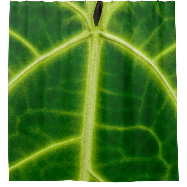 Cortina Para Box Green-leafed plant (Frente)