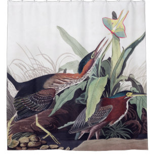Cortina Para Box Herão Verde por Audubon Vintage Bird Art Willife