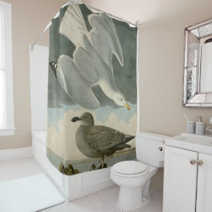 Cortina Para Box Herring Gull do Birds of America, de John Audubon
