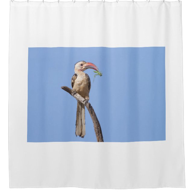 Cortina Para Box Hornbill (Frente)