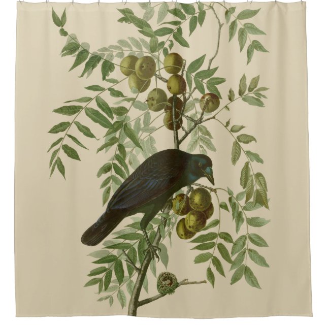 Cortina Para Box Impressão de Pássaro Grackle Roxo de Audubon Vinta (Frente)