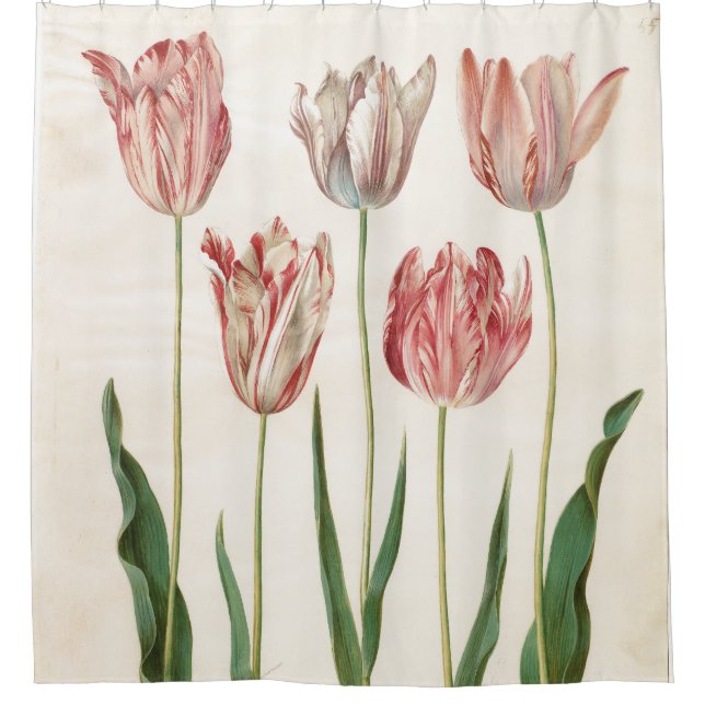 Cortina Para Box Johannes Simon Holtzbecher Tulips (Frente)