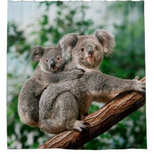 Cortina Para Box Koala, phascolarctos cinereus, carregando feminino