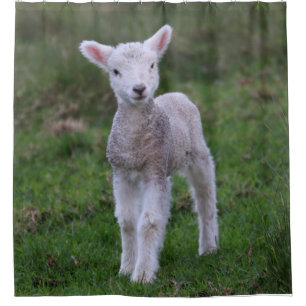 Cortina Para Box Lamb Baby Shea Fazenda Animal