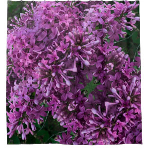 Cortina Para Box Lilases roxos cor-de-rosa fotografia floral rosa