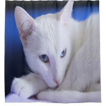 Lindo Gato Branco/Adicione a Foto do Seu Animal de