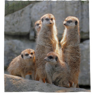 Cortina Para Box Meerkat 110