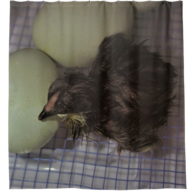 Cortina Para Box Minutos velhos (Frente)