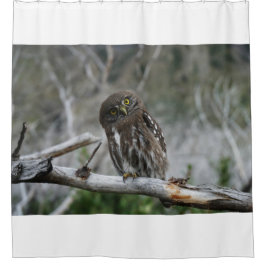 Cortina Para Box Norte Pygmy Owl