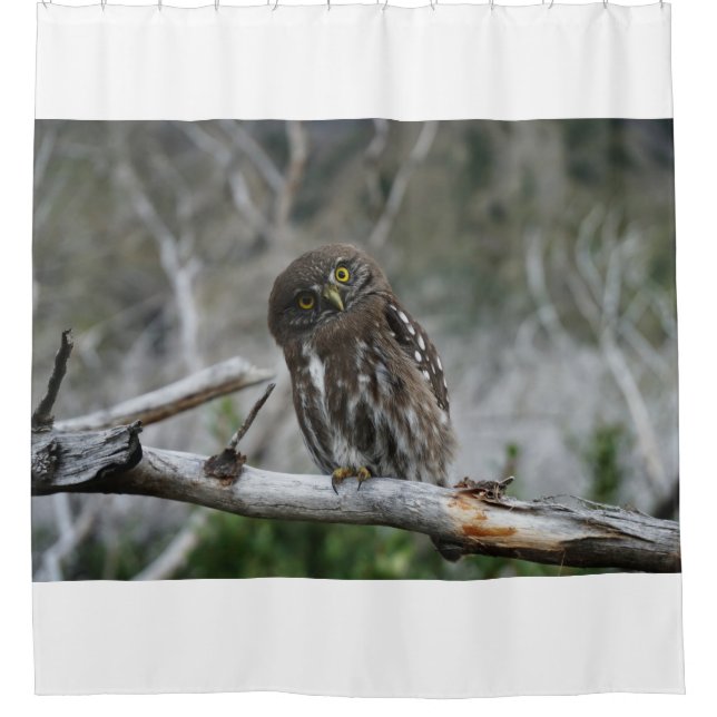 Cortina Para Box Norte Pygmy Owl (Frente)