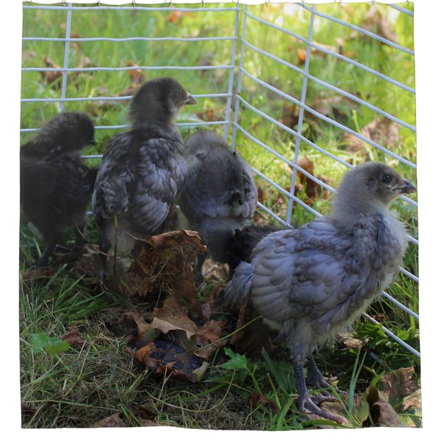 Cortina Para Box O que está acima - bumbum da galinha (Frente)