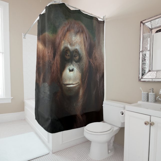 Cortina Para Box Orangutan (In Situ)