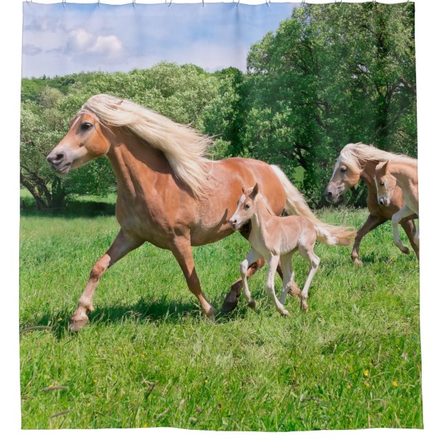 Cortina Para Box Os cavalos de Haflinger com potros bonitos (Frente)