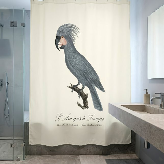 Cortina Para Box Palmito-preto, Probosciger aterrimus (Great Black Palm Cockatoo, Probosciger aterrimus. Shower Curtain)