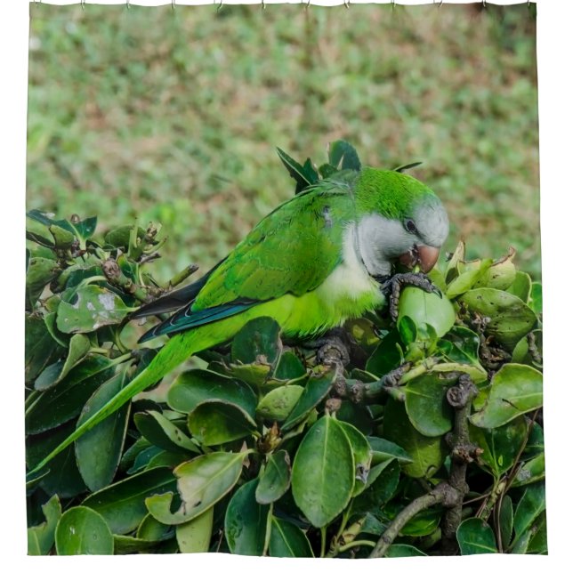 Cortina Para Box Papagaio verde (Frente)