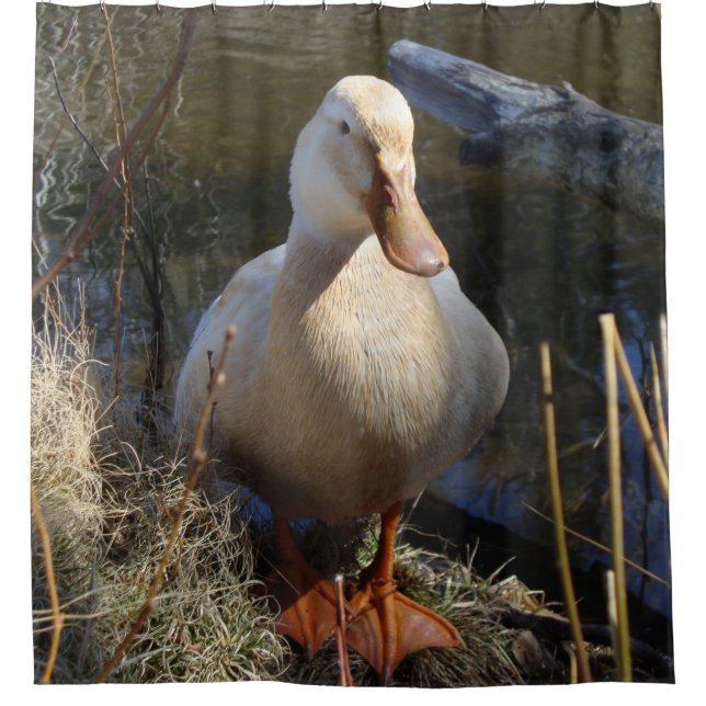 Cortina Para Box Pato de Saxony (Frente)