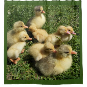 Cortina Para Box patos e gansos