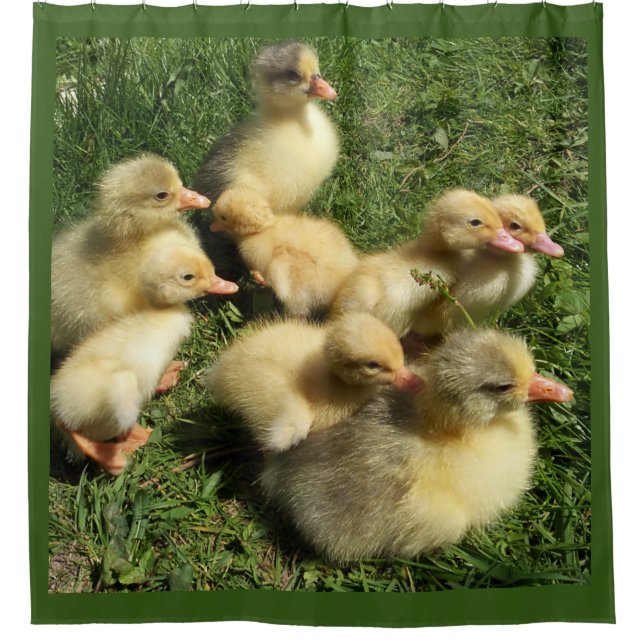 Cortina Para Box patos e gansos (Frente)