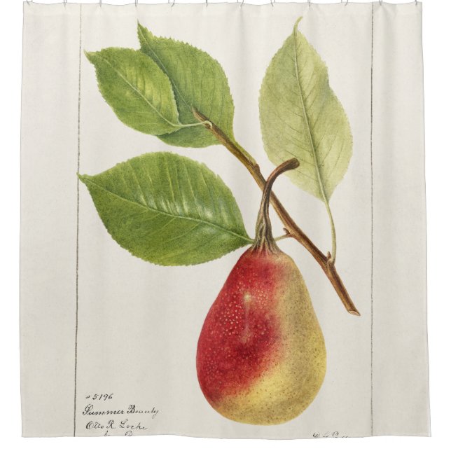 Cortina Para Box Pear Branch (Pyrus Communis)(1893) Small (Frente)