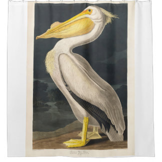 Cortina Para Box Pelicano Branco Americano de Audubon Restante