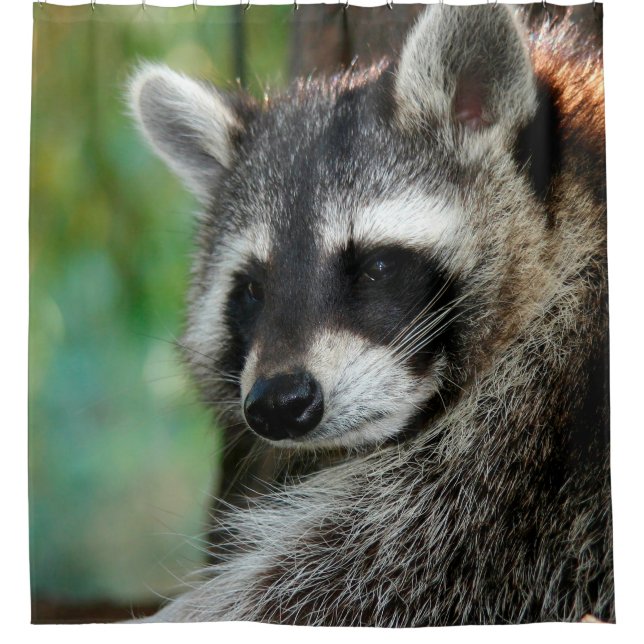 Cortina Para Box Raccoon 001 (Frente)