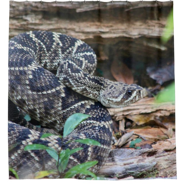 Cortina Para Box Rattlesnake In The Wild (Frente)
