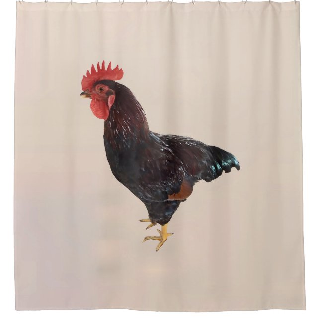 Cortina Para Box Rhode Island Red Rooster (Frente)
