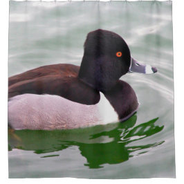 Cortina Para Box Ring Necked Duck