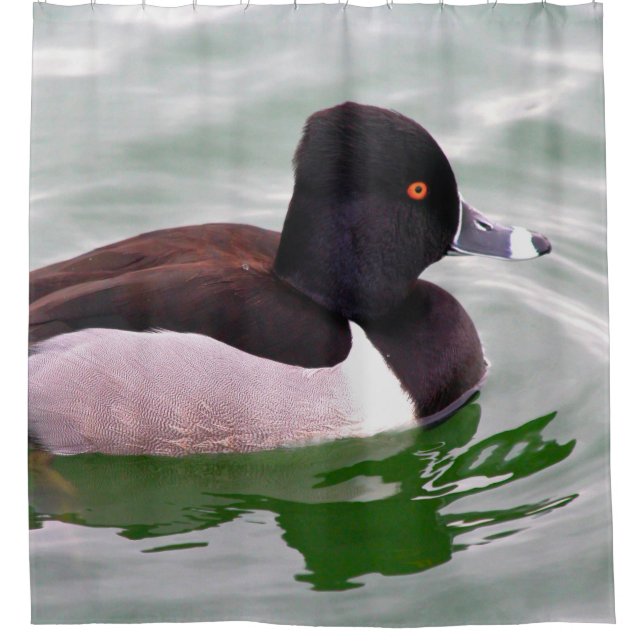 Cortina Para Box Ring Necked Duck (Frente)