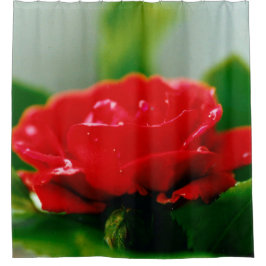 Cortina Para Box Rosa vermelha de manhã coberta com gotas de orvalh