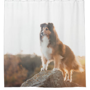 Cortina Para Box Sheltie no protectng do penhasco ouvido durante o