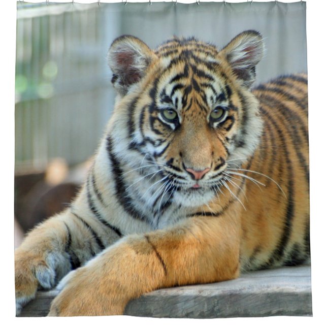 Cortina Para Box Tigre 034 (Frente)